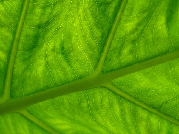 Abstract Green Leaf Texture Natural Background Decorative Design — Stock Photo, Image