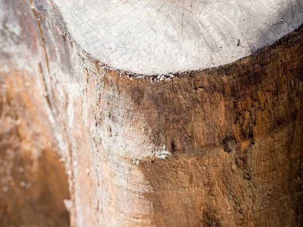 Zavřít Starý Strom Pahýl Textury Kůže Pozadí Pro Dekorativní Design — Stock fotografie