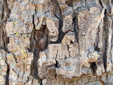 Doku ağacı ağaç kabuğu eski ahşap, dekoratif tasarım için arkaplan yüzeyi.