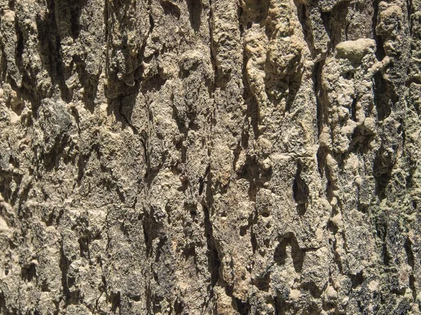 Detalhe Textura Árvore Casca Velho Madeira Superfície Fundo Para Design — Fotografia de Stock