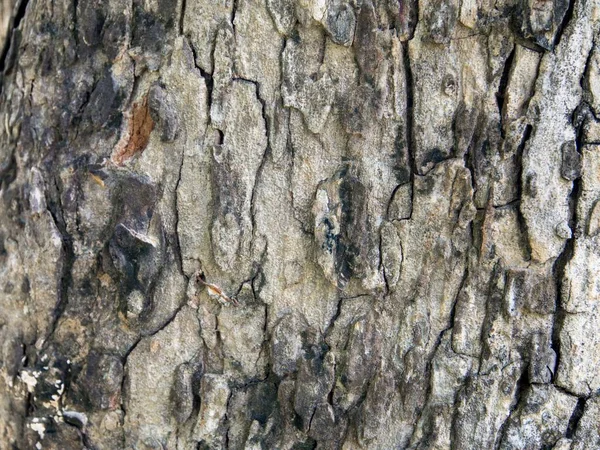 Détail Texture Écorce Arbre Vieux Bois Surface Fond Pour Conception — Photo