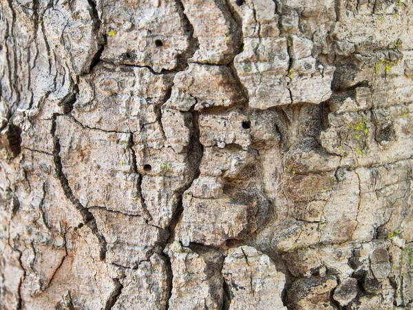 Szczegóły Tekstury Drzewa Kora Starego Drewna Powierzchnia Tła Dla Dekoracyjnego — Zdjęcie stockowe