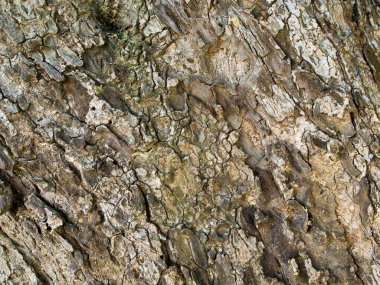 Doku ağacı ağaç kabuğu eski ahşap, dekoratif tasarım için arkaplan yüzeyi.