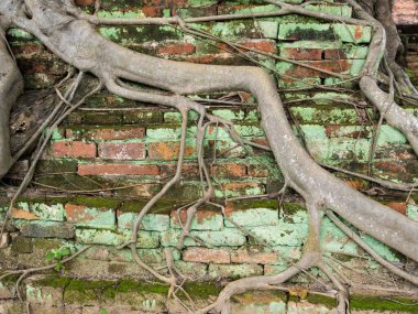 Kök ağacı, yosunlu kirli tuğla duvar dekoratif tasarım için arka plan yüzeyi..
