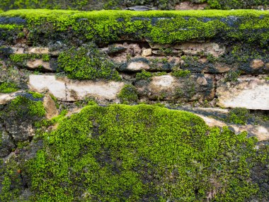Eski duvarda yeşil yosun, dekoratif tasarım için arka plan yüzeyi.