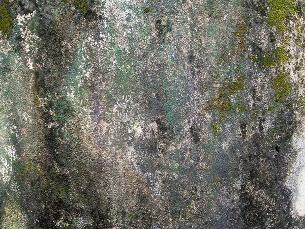 肮脏混凝土上的绿色苔藓 装饰设计的背景面 — 图库照片