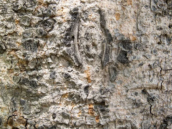 Λεπτομέρεια Υφή Φλοιού Δέντρου Παλιό Ξύλινο Επιφάνεια Φόντου Για Διακοσμητικό — Φωτογραφία Αρχείου