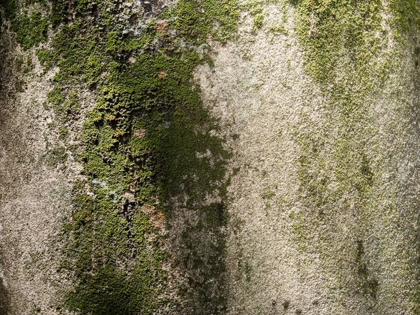 Green Moss Dirty Concrete Achtergrondvlak Voor Decoratief Ontwerp — Stockfoto