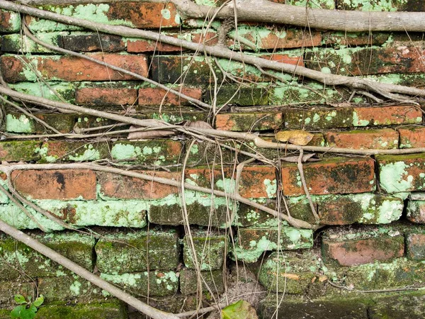 Árvore Raiz Coberto Parede Tijolo Velho Sujo Com Musgo Anexado — Fotografia de Stock