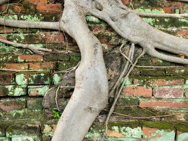Root Δέντρο Καλύπτονται Βρώμικο Παλιό Τοίχο Από Τούβλα Βρύα Επισυνάπτεται — Φωτογραφία Αρχείου