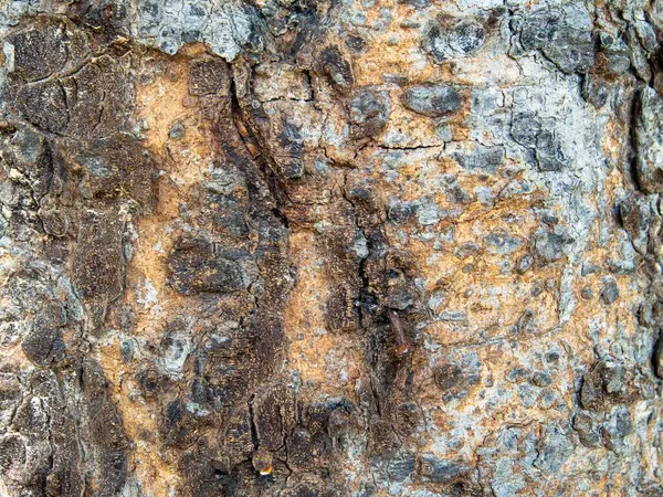 Doku Ağacı Ağaç Kabuğu Eski Ahşap Dekoratif Tasarım Için Arkaplan — Stok fotoğraf