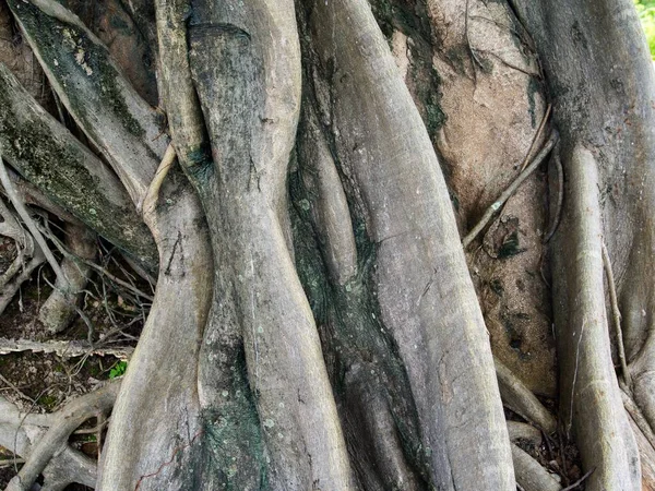 Messy Ριζών Δέντρο Στον Τοίχο Φύση Υφή Επιφάνεια Φόντου Για — Φωτογραφία Αρχείου