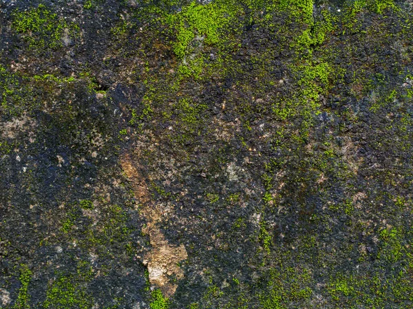 Green Moss Dirty Concrete Задній Фон Декоративного Дизайну — стокове фото