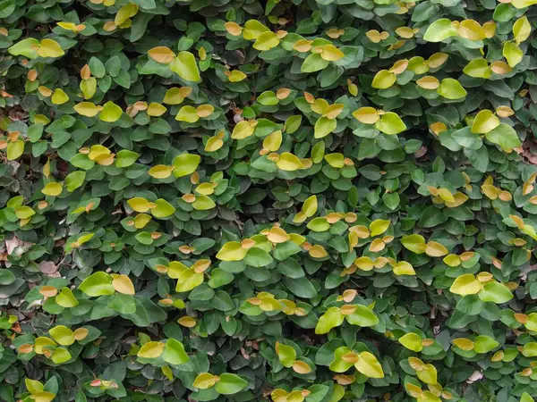 Duvarı Yapraklarla Kaplayan Yeşil Sarmaşık Bitkisi Dekoratif Tasarım Için Arka — Stok fotoğraf