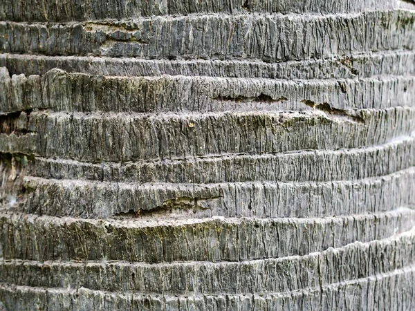 Kokosowe Tekstury Drewniane Powierzchnia Tła Dla Dekoracyjnego Projektu — Zdjęcie stockowe
