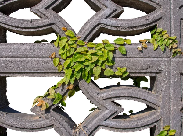 Green Creeper Plant Concrete Fence Wall Isolated White Background Decorative — Stock Photo, Image