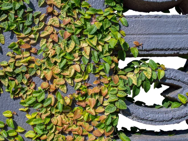 Green Creeper Planta Parede Cerca Concreto Isolado Fundo Branco Para — Fotografia de Stock