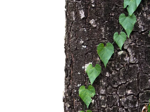 Zielony Bluszcz Posadzony Tekstury Drzewa Kory Starego Drewna Izolowane Białym — Zdjęcie stockowe