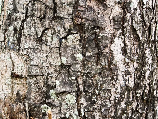 Λεπτομέρεια Υφή Φλοιού Δέντρου Παλιό Ξύλινο Φυσικό Μοτίβο Φόντου Για — Φωτογραφία Αρχείου