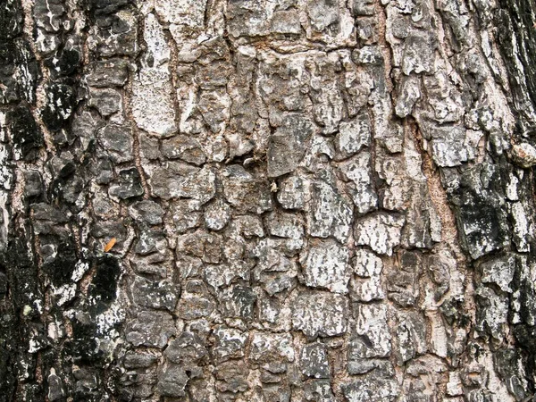 Détail Texture Écorce Arbre Vieux Bois Motif Fond Naturel Pour — Photo