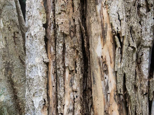Detail Textura Strom Kůra Staré Dřevo Přírodní Pozadí Vzor Pro — Stock fotografie
