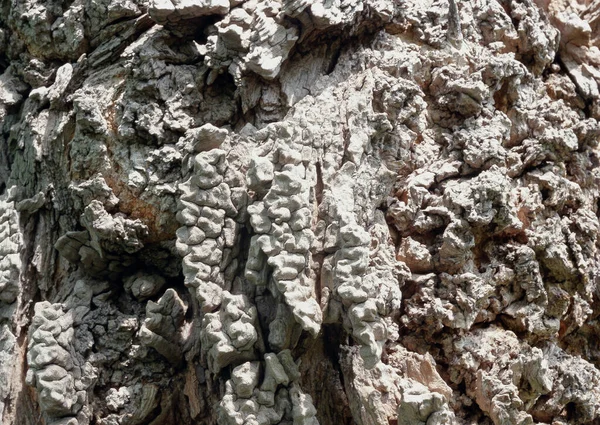 Stara Kora Drzewa Pięknymi Wzorami Dekoracyjnego Projektu Lub Tapet Naturalne — Zdjęcie stockowe