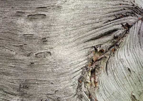 Tekstur Embossed Dari Kulit Pohon Tua Dengan Pola Yang Indah — Stok Foto