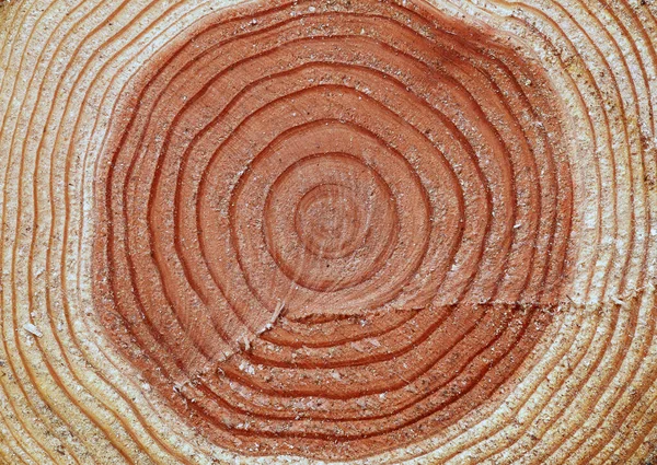 Sekcja Bagażnika Pierścieni Rocznych Piękne Wzory Dekoracyjnego Projektu Lub Tapety — Zdjęcie stockowe