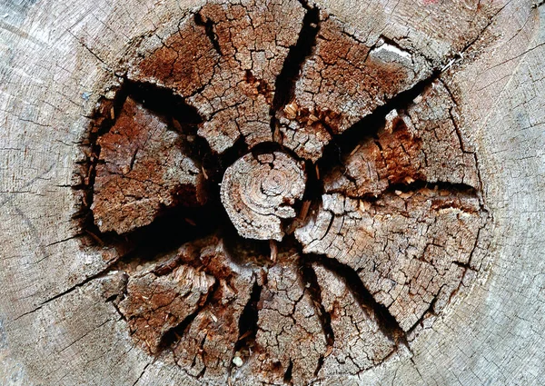 Section of the trunk with annual rings crack, Patterns for decorative design or wallpapers, Natural background in abstract style.