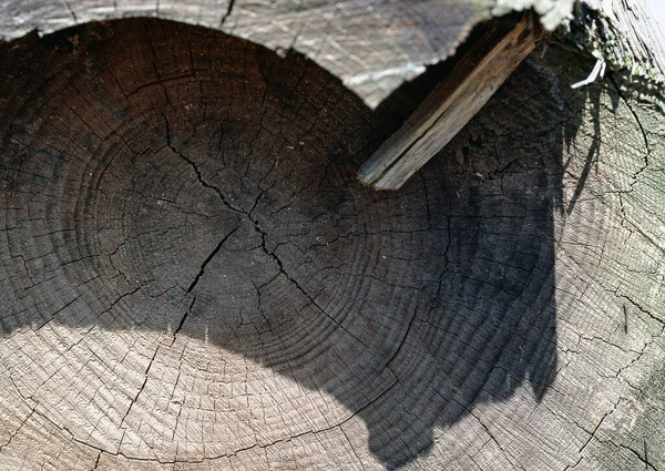 Sekce Starého Dřevěného Kufru Ročními Prsteny Krásné Vzory Pro Dekorativní — Stock fotografie