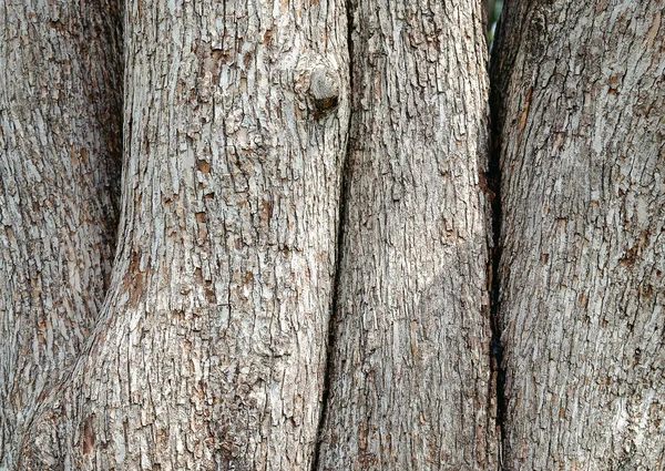 Detal Tekstury Drzewa Kora Piękne Wzory Dekoracyjnego Projektu Lub Tapety — Zdjęcie stockowe