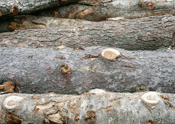 Κορμός Βελανιδιάς Κορμός Καυσόξυλων Δάση Από Σωρό Κορμών Φυσική Υφή — Φωτογραφία Αρχείου