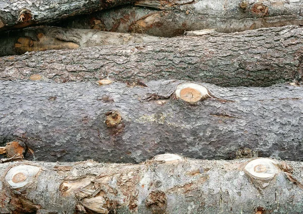 Meşe kütüğü, odun, kütük yığınları, dekoratif tasarım için doğal doku arka planı.