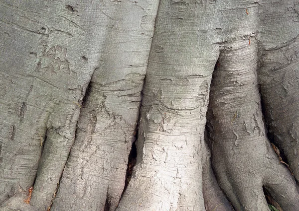 Detal Tekstury Drzewa Korzeniowego Tekstura Natury Piękne Wzory Dekoracyjne Lub — Zdjęcie stockowe
