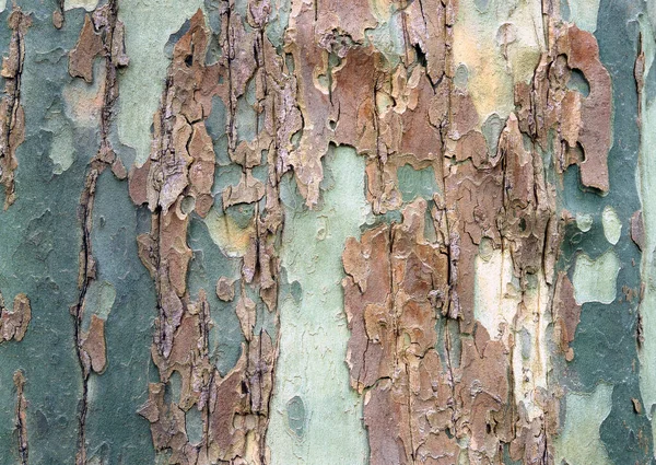 Kora Drzewa Pięknymi Wzorami Dekoracyjnego Projektu Lub Tapet Naturalne Tło — Zdjęcie stockowe