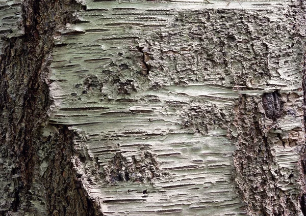 Dekoratif Tasarım Duvar Kağıtları Için Güzel Desenleri Olan Eski Ağacın — Stok fotoğraf