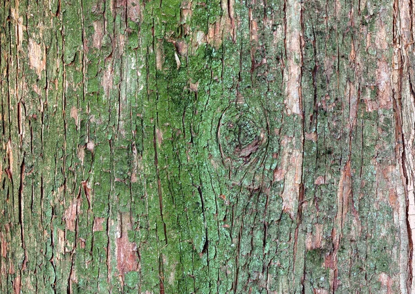 Tekstura Starego Drzewa Powierzchnia Drewniana Suchym Zielonym Mchem Naturalne Tło — Zdjęcie stockowe