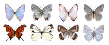 Dekoratif tasarım için kırpma yolu ile beyaz arka planda izole güzel farklı tip gerçekçi kelebekler koleksiyonu.