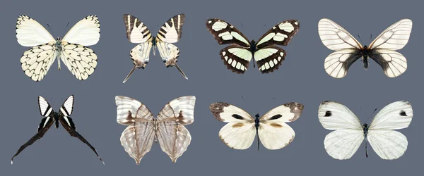 Kolekcja Piękne Różne Rodzaje Realistycznych Motyli Izolowane Szarym Tle Ścieżką — Zdjęcie stockowe