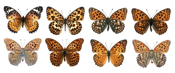 装飾的なデザインのためのクリッピングパスと白の背景に隔離された現実的な蝶のコレクションの美しい異なるタイプ — ストック写真