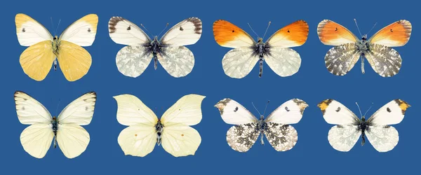 Kolekce Krásné Různé Typy Realistických Motýlů Izolované Modrém Pozadí Výstřižkovou — Stock fotografie