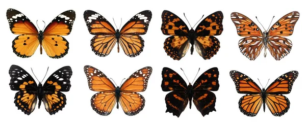 收集美丽的 不同类型的现实蝴蝶 在白色背景上与剪裁路径隔离 用于装饰设计 — 图库照片