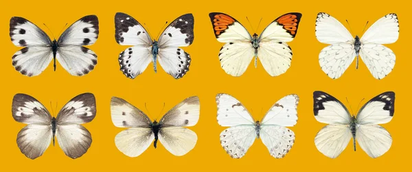 Kolekce Krásné Různé Typy Realistických Motýlů Izolované Žlutém Pozadí Výstřižkovou — Stock fotografie