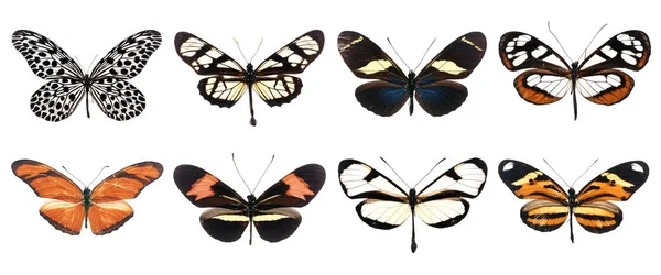 Коллекция Красивых Различных Типов Реалистичных Бабочек Изолированных Белом Фоне Обрезкой — стоковое фото