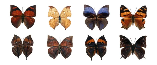 装飾的なデザインのためのクリッピングパスと白の背景に隔離された現実的な蝶のコレクションの美しい異なるタイプ — ストック写真