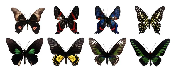 Kolekcja Piękne Różne Rodzaje Realistycznych Motyli Izolowane Białym Tle Ścieżką — Zdjęcie stockowe