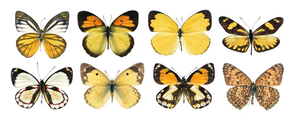 Kollektion Vackra Olika Typer Realistiska Fjärilar Isolerade Vit Bakgrund Med — Stockfoto