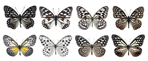 Kolekce Krásné Různé Typy Realistických Motýlů Izolované Bílém Pozadí Výstřižkovou — Stock fotografie