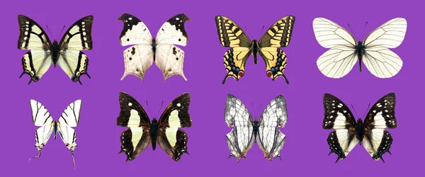 装飾的なデザインのためのクリッピングパスと紫の背景に隔離された現実的な蝶のコレクションの美しい異なるタイプ — ストック写真