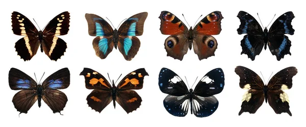 Kolekcja Piękne Różne Rodzaje Realistycznych Motyli Izolowane Białym Tle Ścieżką — Zdjęcie stockowe